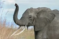 Elephant 