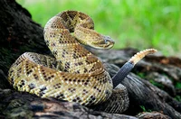 Mex- West Coast R-S-