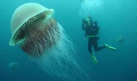 Giant Jellyfish