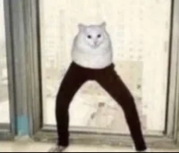 cat wearing pants