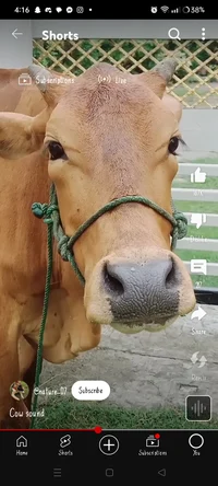 Crazy cow