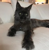 Black Maine Coone