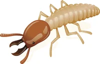 Termite