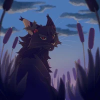 Rue