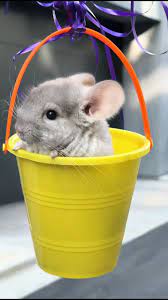 Chinchiller designer