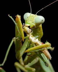 mantis 