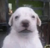 Amigo que te escucha