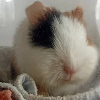 Bella the guinea pig