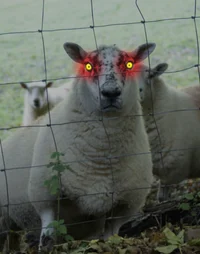 Sheep overlord