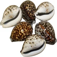 Tiger Shells