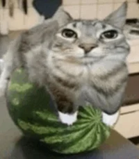Watermelon Cat