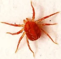 Infection Red Mites