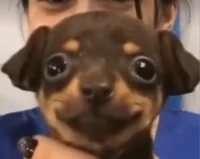 Happy Puppy