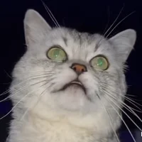 deksy the barking ca