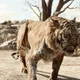Shere khan