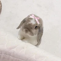 bunny