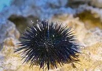 Sea urchin