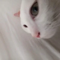 Отчим хлезу