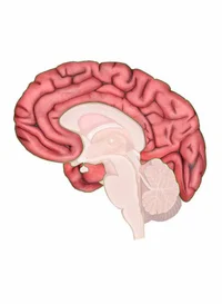 Cerebrum