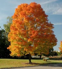 Autumn Tree
