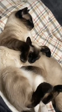 The siamese cats