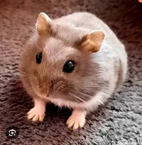Ryan the hamster