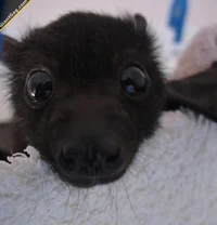 Bat
