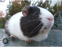 Kevin the guinea pig