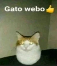 Gato webo 