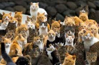 Cat army 