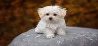 Maltese dog