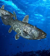 Coelacanth 