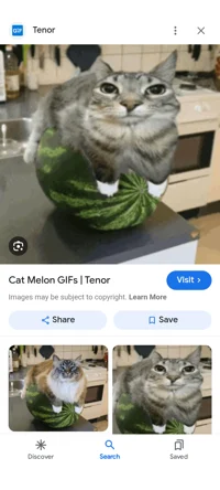 Melon cat