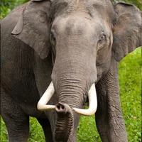 Asian Elephant