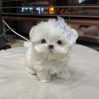 Maltipoo