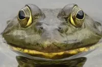 Actual frog