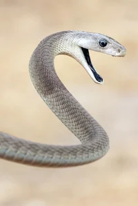 Black Mamba
