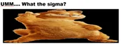 um what the sigma