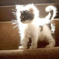 Luminous cat