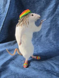 JAMAICAN RAT