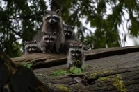 Raccoon and Babies
