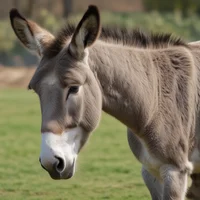 Donkey