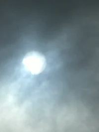 Purple_laughterW0lv3