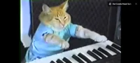 Keyboard cat
