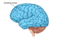 Cerebrum