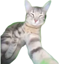 Fpe with talking cat