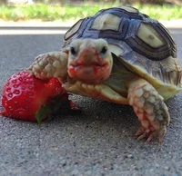 turtle with lipstick