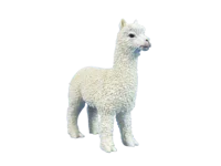 Alpaca