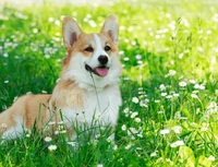 Corgi