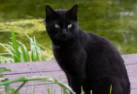 Black cat